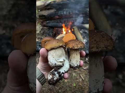 Mushrooms hunt 😉 Porcini?