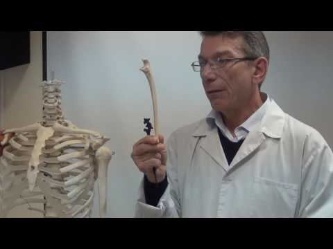 Кости верхней конечности