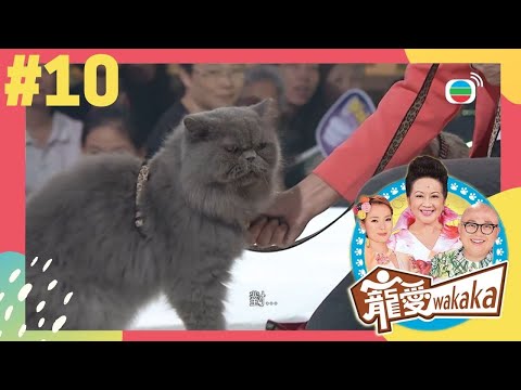 會握手的貓？這隻喵星人竟然聽得懂指令！ | 寵愛wakaka | 家燕媽媽、林盛斌、呂慧儀 | TVB 親子節目 | 寵物節目 |