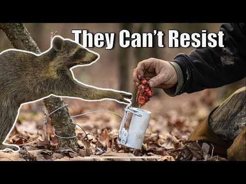 DIY Dog Proof Raccoon Bait (Cheap and Easy)