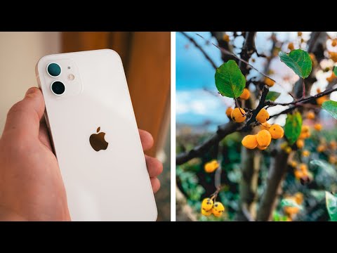 iPhone 12 FULL Camera Test - STUNNING Results!