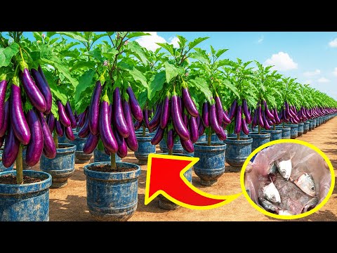How to Grow Tons of Eggplants in Plastic Bottle Gardens