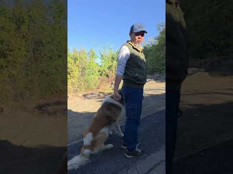 "Москвич" и "Тибет".