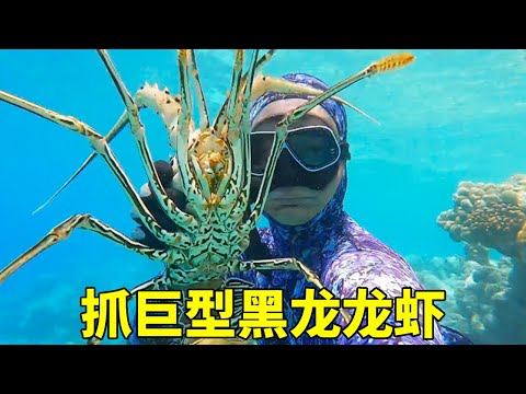 马尔代夫抓巨型黑龙龙虾，鲨鱼半路截胡，居然只剩鱼头了【探海漁人】