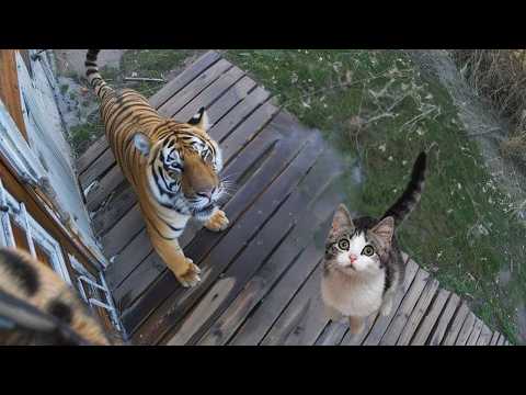 When your cat brings home a friend! Cats vs animals!