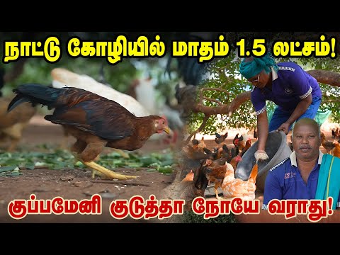 நாட்டு கோழி வளர்ப்பில் மாதம் 1.5  லட்சம்! குப்பமேனி, கீழாநெல்லி  கொடுத்தா நோயே வராது!