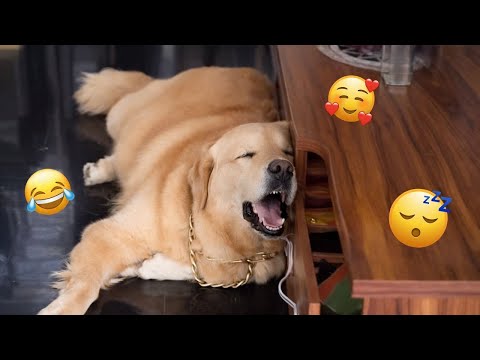 HILARIOUS DOGS Being Weird π€ͺ NEW Funniest Dogs Video 2026