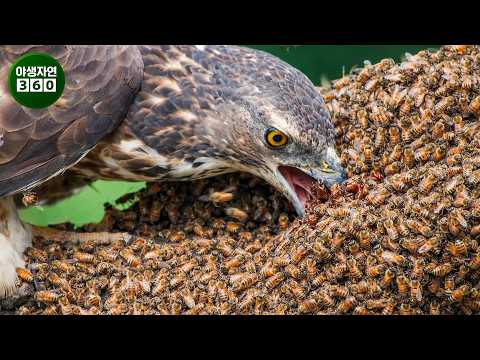 A honey eagle attacks a hornet's nest… The most incredible bird of prey hunt ever captured on cam...