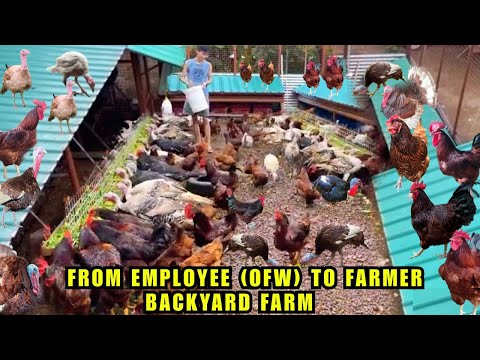 FROM EMPLOYEE (OFW) TO FULLTIME FARMER BACKYARD FARM | SA PAG AALAGA NG PABO AT MANOK  SUCCESSFULL