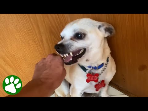 Terrified RESCUE dog had never felt the touch of a kind kind