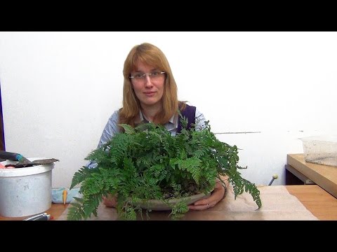 Даваллия. Уход и размножение.