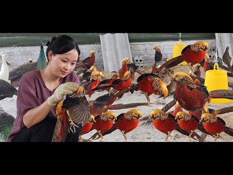 A Day in the Life of Raising Ornamental Chickens: From Dawn to Dusk | HTX tan dat farm & Big Farm