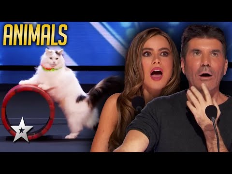 Animal Auditions That Left The Judges SPEECHLESS On America's Got Talent