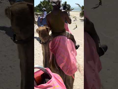 You don’t need Dubai for camel rides 🐪 Cancun got you