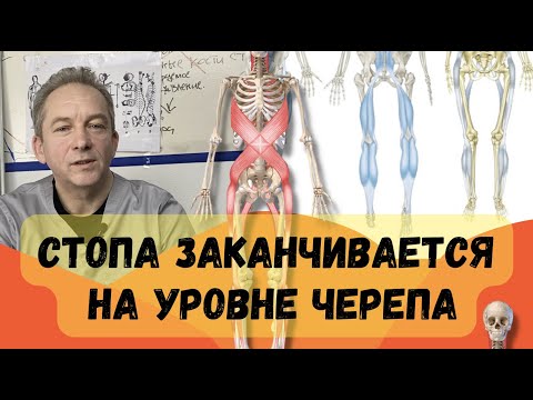 Стопа заканчивается на уровне черепа, на уровне головы. Плоскостопие. Почему мало ходить плохо?