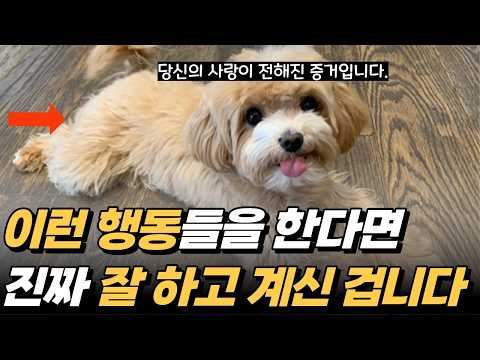강아지가 행복할때 보이는 놀라운 행동10가지 보호자가 몰라주면 진짜 서운해합니다...