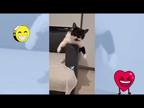 Funny Cats 😂🤣 #funny #cute #cat #fails #comedy #trynottolaugh