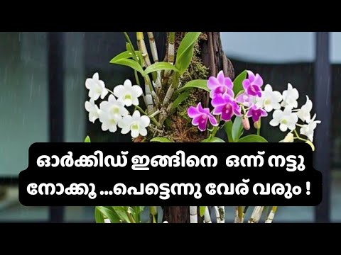 Different types of potting method for beginners#orchidrepotting #dendrobiumseedlings