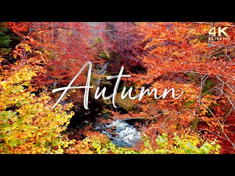 π Enchanting Autumn Nature Scenes with Forest Sounds & Peaceful Music π No Ads Fall Background
