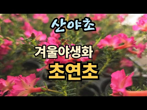 Wildflowers, winter wildflowers, wild flowers, 010-8252-5947