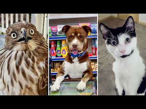 BEST Videos of the Decade 😹 | FUNNIEST Animals