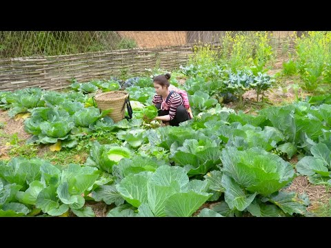 Harvesting cabbage from the garden and catching crabs in the stream to sell at the market