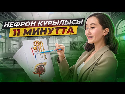 Нефрон құрылысы 11 минутта |ҰБТ 2026 | ЕНТ биология