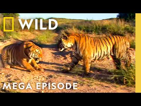Animal Fight Night: Ready to Rumble | MEGA EPISODE | Nat Geo Animals