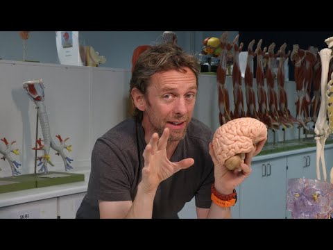 Meninges and haematoma (anatomy)