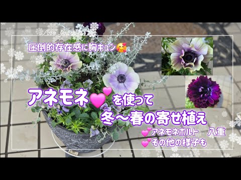 簡単で華やか💕【冬～春の寄せ植え】可愛いアネモネで長～く楽しもう🥰