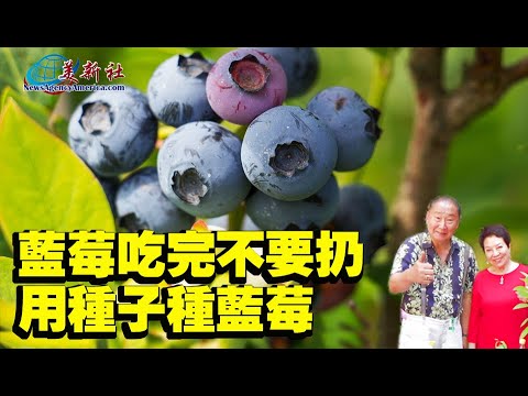 Don't throw away the blueberries, use the seeds to grow blueberries!