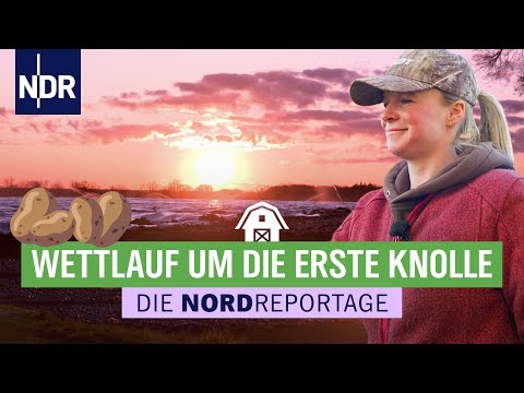 90 Hektar Kartoffeln sollen dieses Jahr bestellt werden | Die Nordreportage | NDR