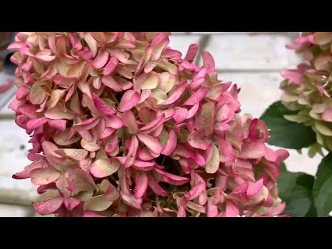 Will young panicle hydrangeas bloom the year they're planted? Let's shape them – #paniculatahydra...