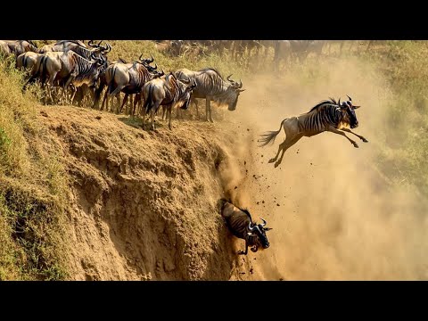 MIGRACIONES SALVAJES: Las Más Peligrosas Del Mundo [Documental]