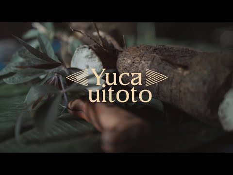 Plantas de poder | Yuca
