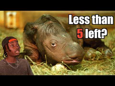They Lied About Rhinos and You Believed Them