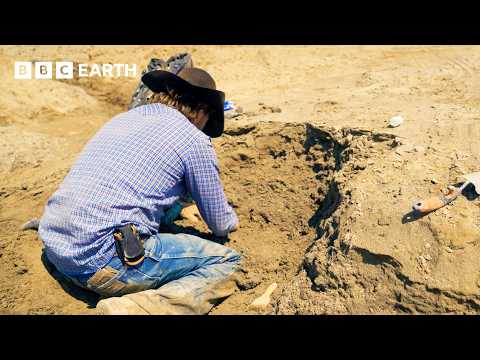 Cowboy Fossil Hunter Finds Something Truly Elusive | Walking with Dinosaurs | BBC Earth Science