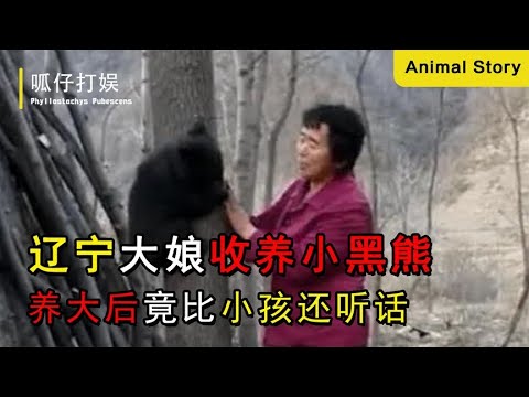 辽宁大娘收养遗弃小黑熊，养大后竟比小孩还听话？