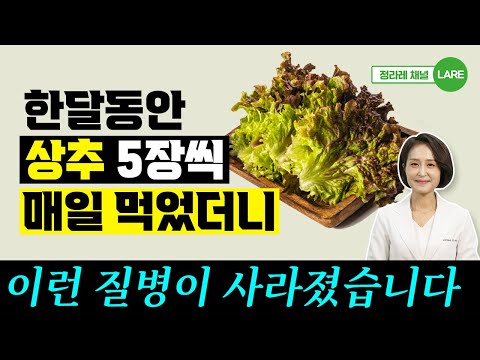 상추 5장을 매일 먹으면 이런 질병이 사라집니다. 상추 효능과 부작용 [정라레]