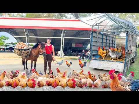 Rewind Timelapse: Giant Harvest 1000+ Chicken Eggs - Cooking a sweet cake with chicken eggs