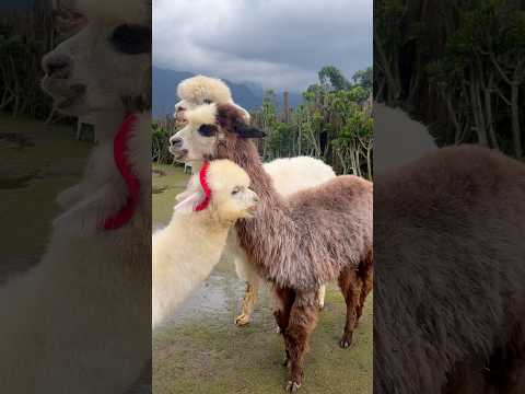 #sapavietnam #alpaca #cute #funny #vietnam #travel #couplevlog #budgettravel #mountains #alps #viral