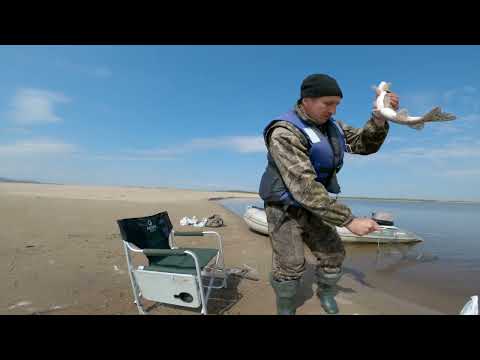 Супер рыбалка на резинку. ( часть 1 ) Рыба на каждом взмахе.  Давно не ловил столько рыбы.