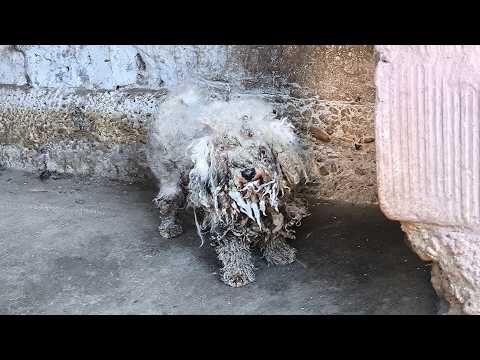 You WON'T BELIEVE What We Removed From This Dog's NECK