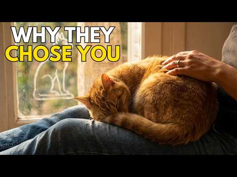 Why Cats Chose Humans. The Entire History Of Cats Explains It