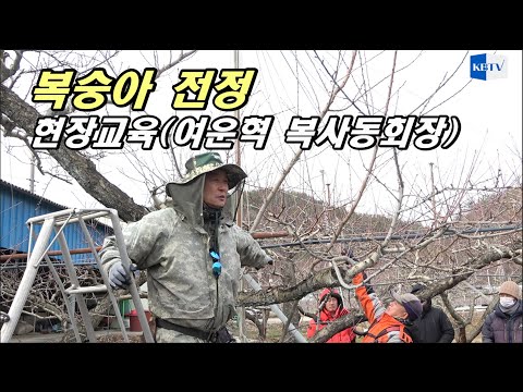 Peach pruning field training...led by Yeo Woon-hyeok, president of the Peach Lovers' Association.