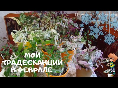 A review of my tradescantias. Over thirty varieties. My houseplants in February.