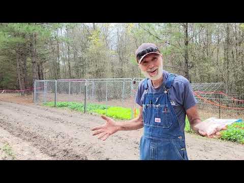 Peanuts _ How to Plant_ Jungle Peanuts (Feb 2024)
