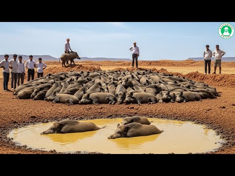 Israel BRINGS BACK APEX PREDATOR After Exterminating It - What Happened Has SHOCKED SCIENTISTS