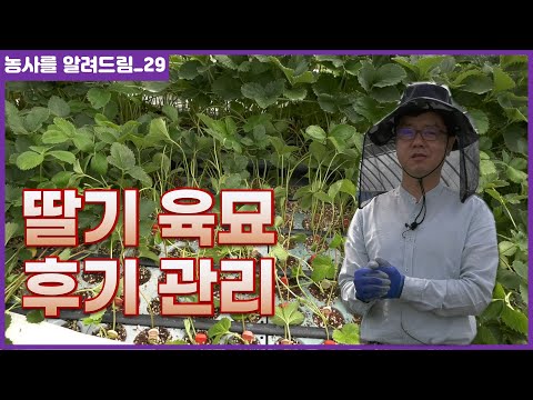 딸기육묘 후기관리!, 런너유인 마무리 단계를 알려드립니다
