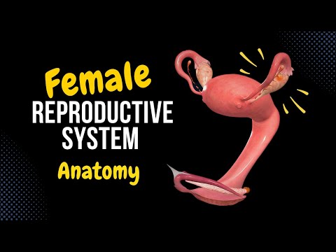 Female Genital System (Internal & External) - Anatomy